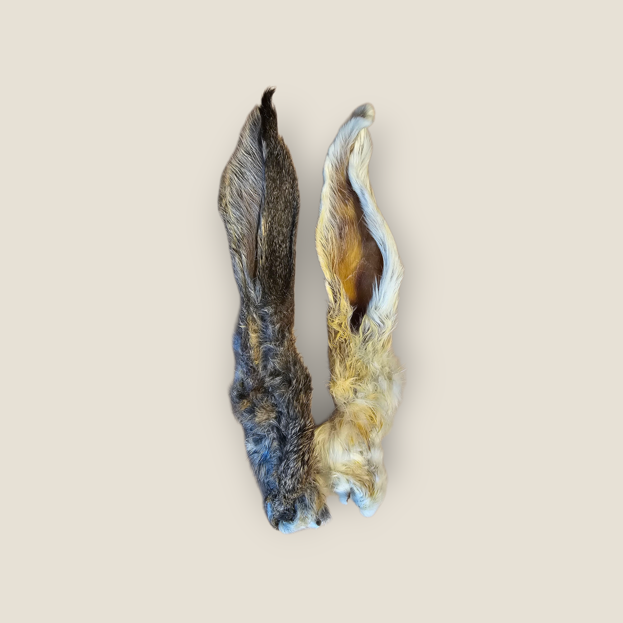 Hairy Rabbit Ear